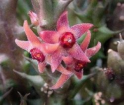 Angolluma sunterranea