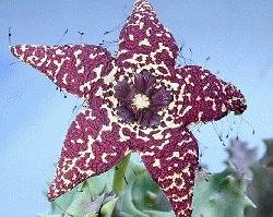 Orbeopsis knobelii