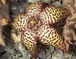 Orbea speciosa X Orbea umbracula