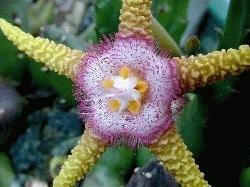 Stapelia flavopurpurea
