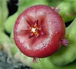 Stapelia remota